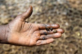 Mantida condenação de fazenda de café de SP que aliciou trabalhadores no PR