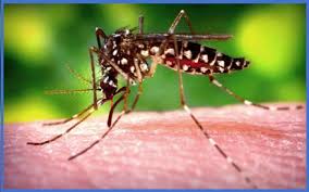 PR confirma casos de febre chikungunya
