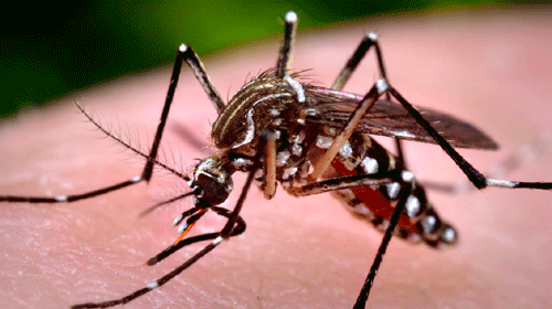 Especialista recomenda atenção aos sintomas da febre chikungunya