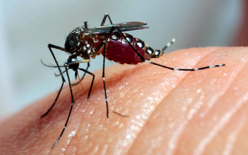 Municípios do Paraná sofrem com epidemia de dengue